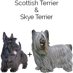 Scottish Skye Terrier Dog
